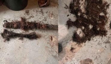 Tree root causing drain blocked