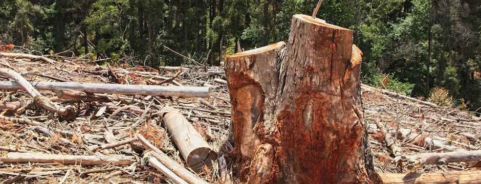 Deteriorated Timber